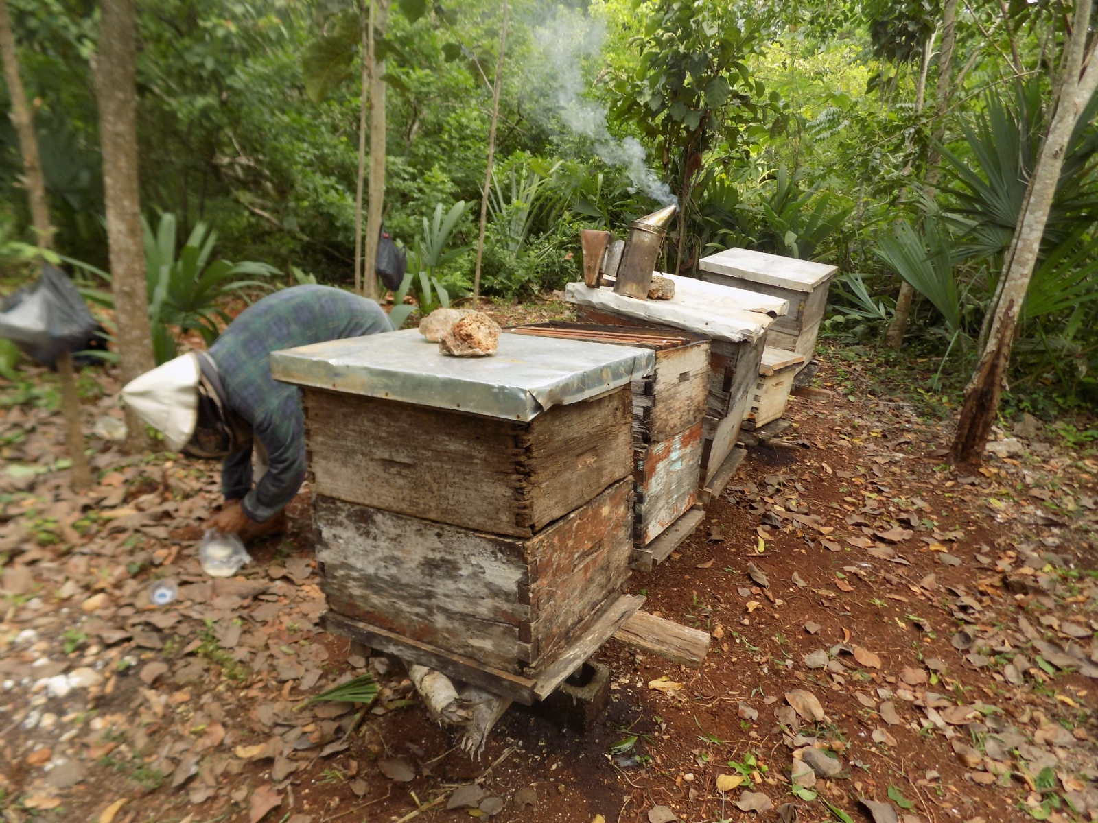 En Peto, el precio de la miel es de 35 pesos el kilo; apicultores esperan alza