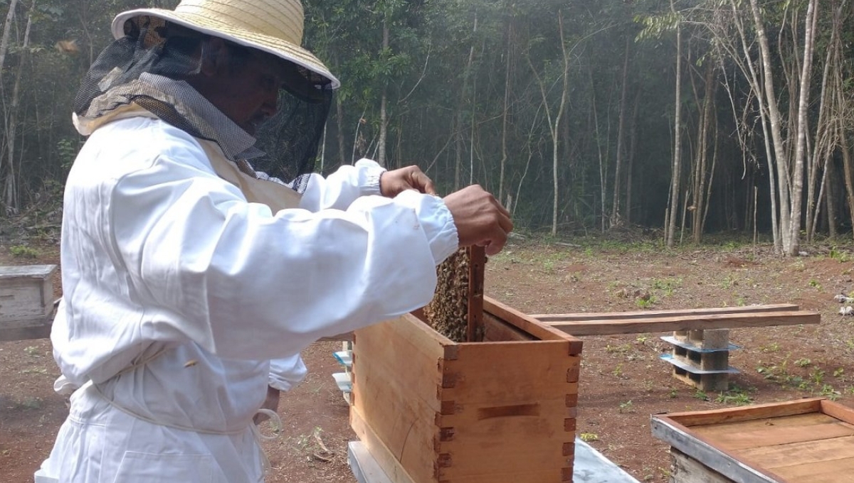 Apicultores de Campeche acusan a yucatecos de apropiarse de la producción de miel