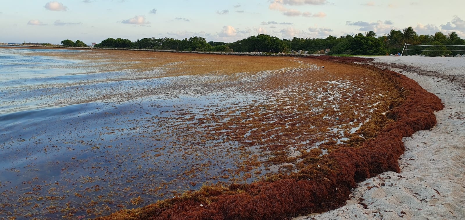 Recale masivo de sargazo afecta arenales en Playa del Carmen