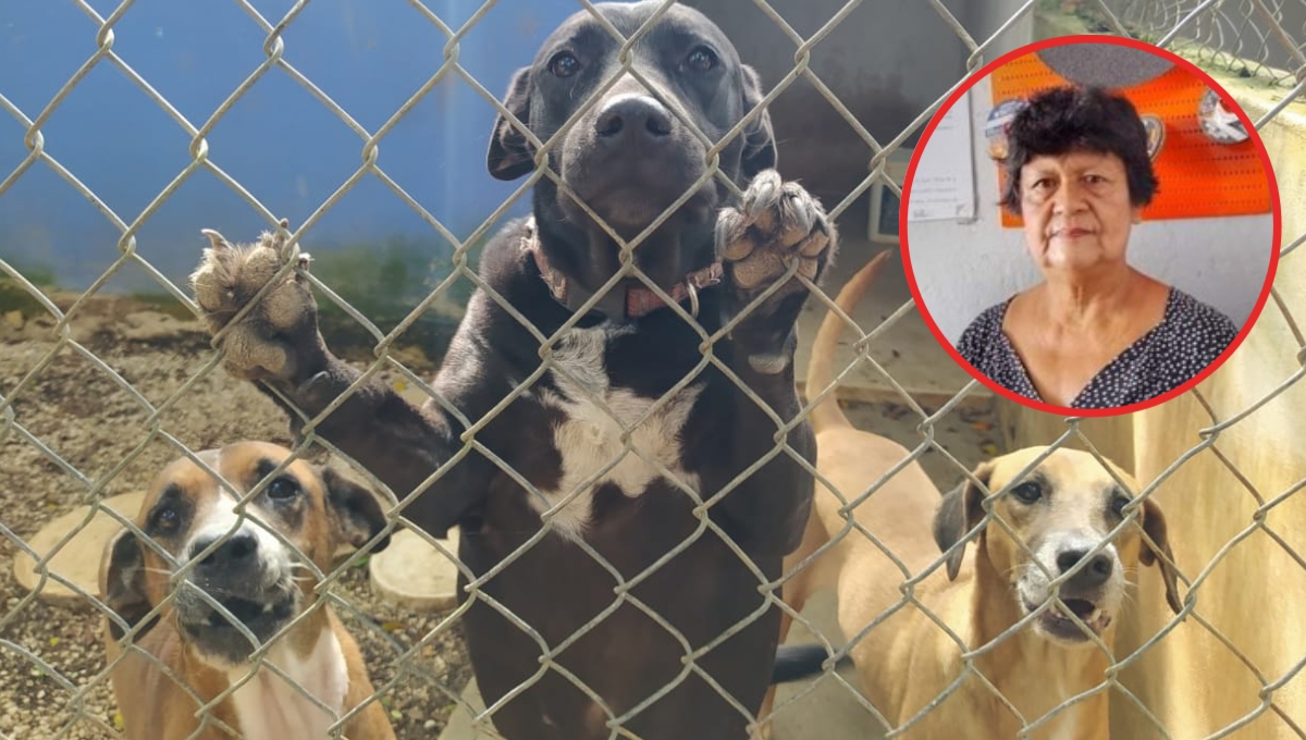 La mujer dejó a 16 animales desamparados, por lo que están buscando a quién los adopte