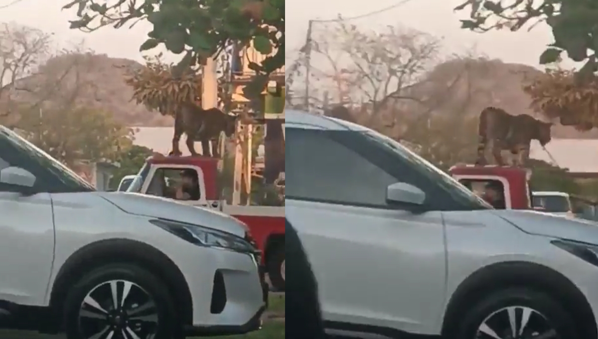 Captan a un tigre sobre una camioneta en Parácuaro, Michoacán: VIDEO