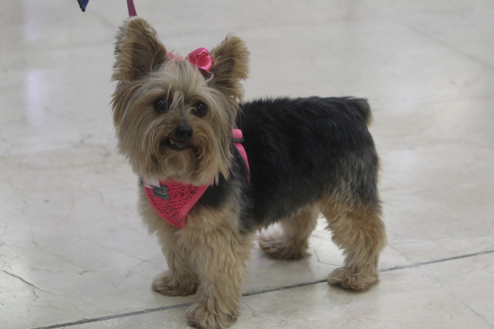 La perrita Nina regresa junto a sus dueños a Monterrey desde el aeropuerto de Cancún