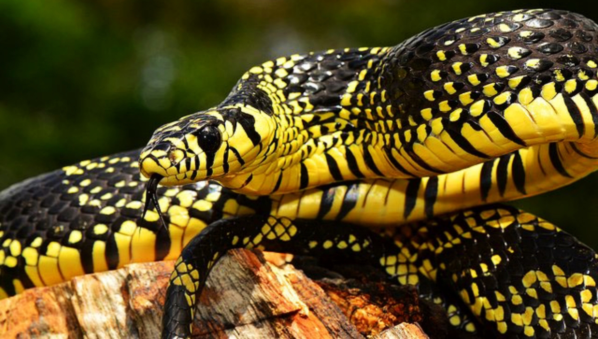 La serpiente Chaycan predomina en la Península de Yucatán