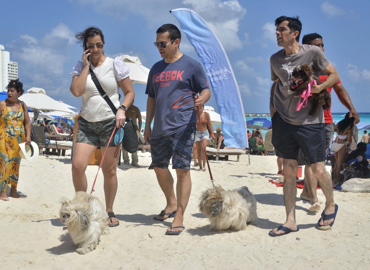 Ayuntamiento de Cancún anuncia progreso en el registro de mascotas