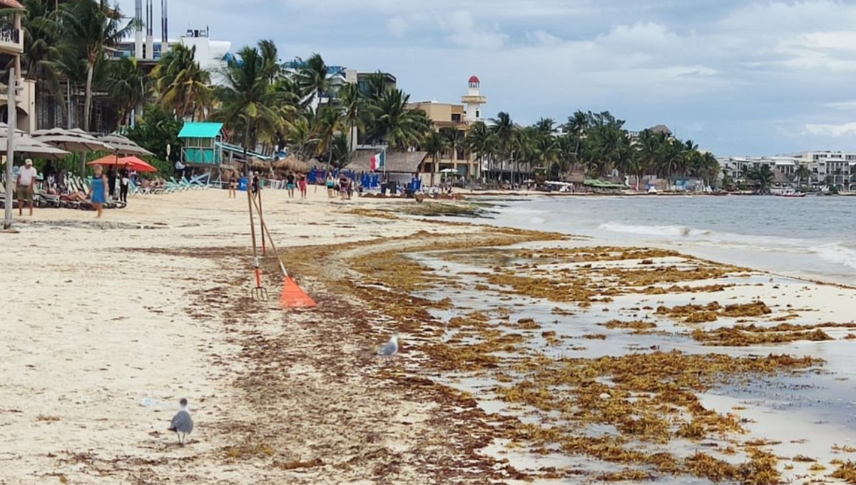 Frente Frío 39 arroja más sargazo a las costas de Playa del Carmen
