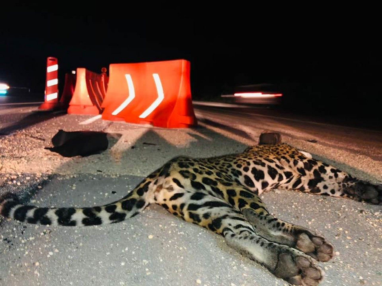 Piden instalar pasos de fauna para proteger a los jaguares de Quintana Roo