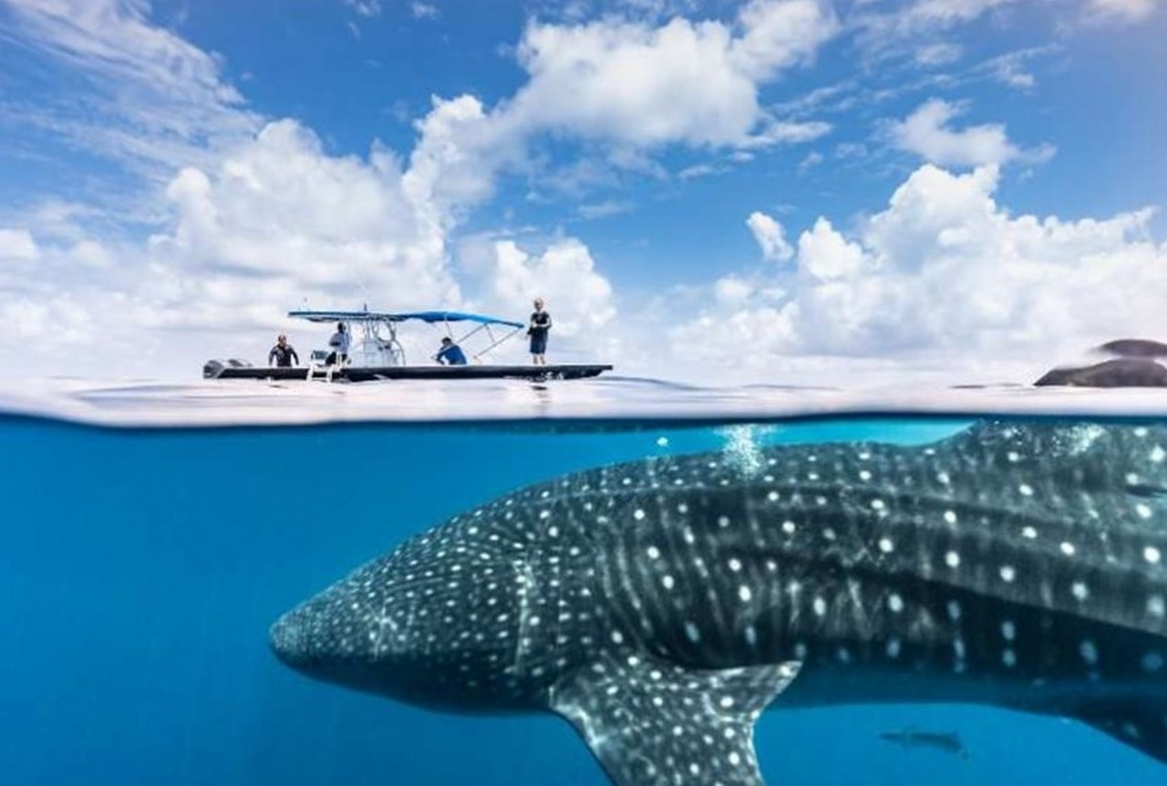 'Desaparece' tiburón ballena en Quintana Roo; sólo se han visto dos este 2023