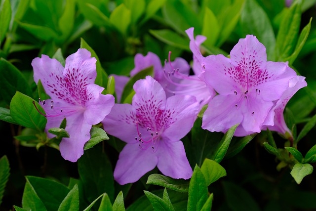 Las azaleas son flores representativas de Huachinango