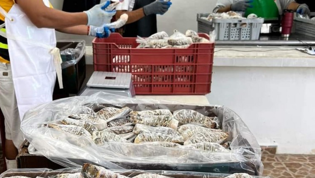Pescadores de Cozumel esperan permiso para comercializar langosta