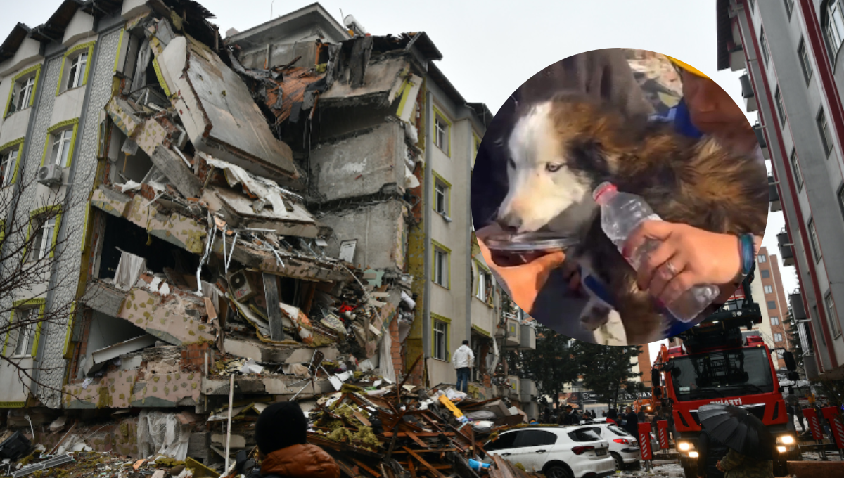 Rescatan a perrito que sobrevivió 23 días bajo los escombros en Turquía