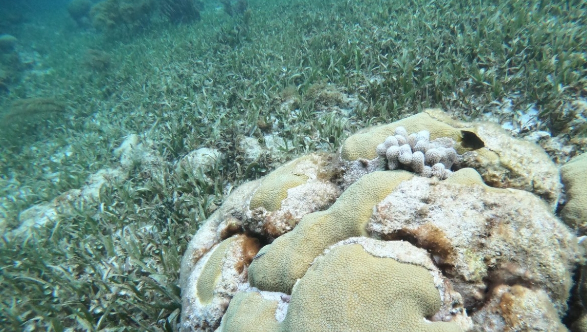 Pastos marinos, 'pulmón' de Isla mujeres en riesgo por derrames residuales