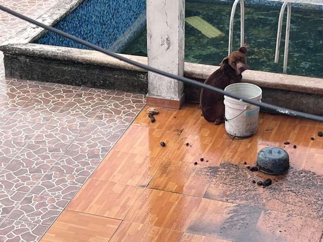 Hallan a perrito ahorcado con una cadena en Ciudad del Carmen