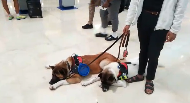 Pareja de perros viaja a Venezuela desde el aeropuerto de Cancún con su entrenador: EN VIVO