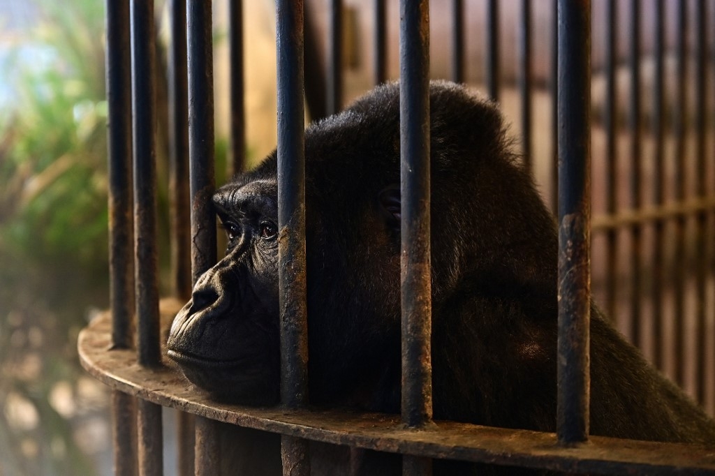 Exigen liberar a Bua Noi, la gorila atrapada desde hace 30 años en un centro comercial de Tailandia