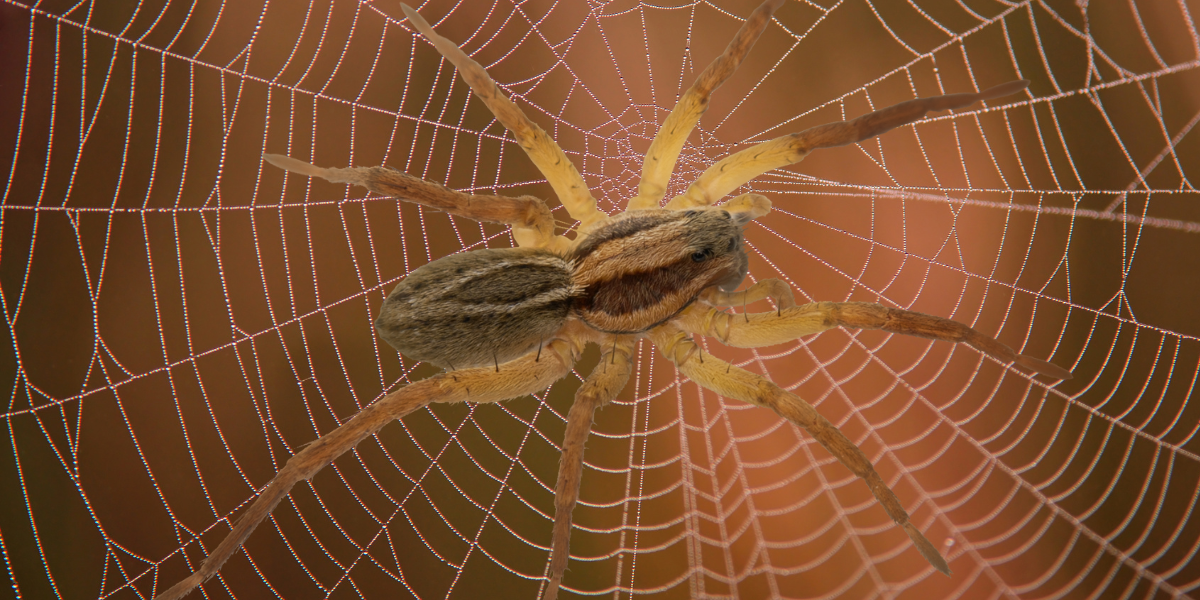 Descubren una nueva araña gigante en Australia