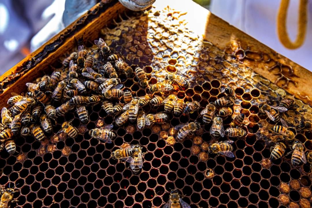 Precio de la miel en Campeche se desploma un 50%