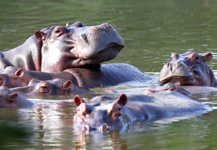 Los hipopótamos estarán en un santuario de Sinaloa en México