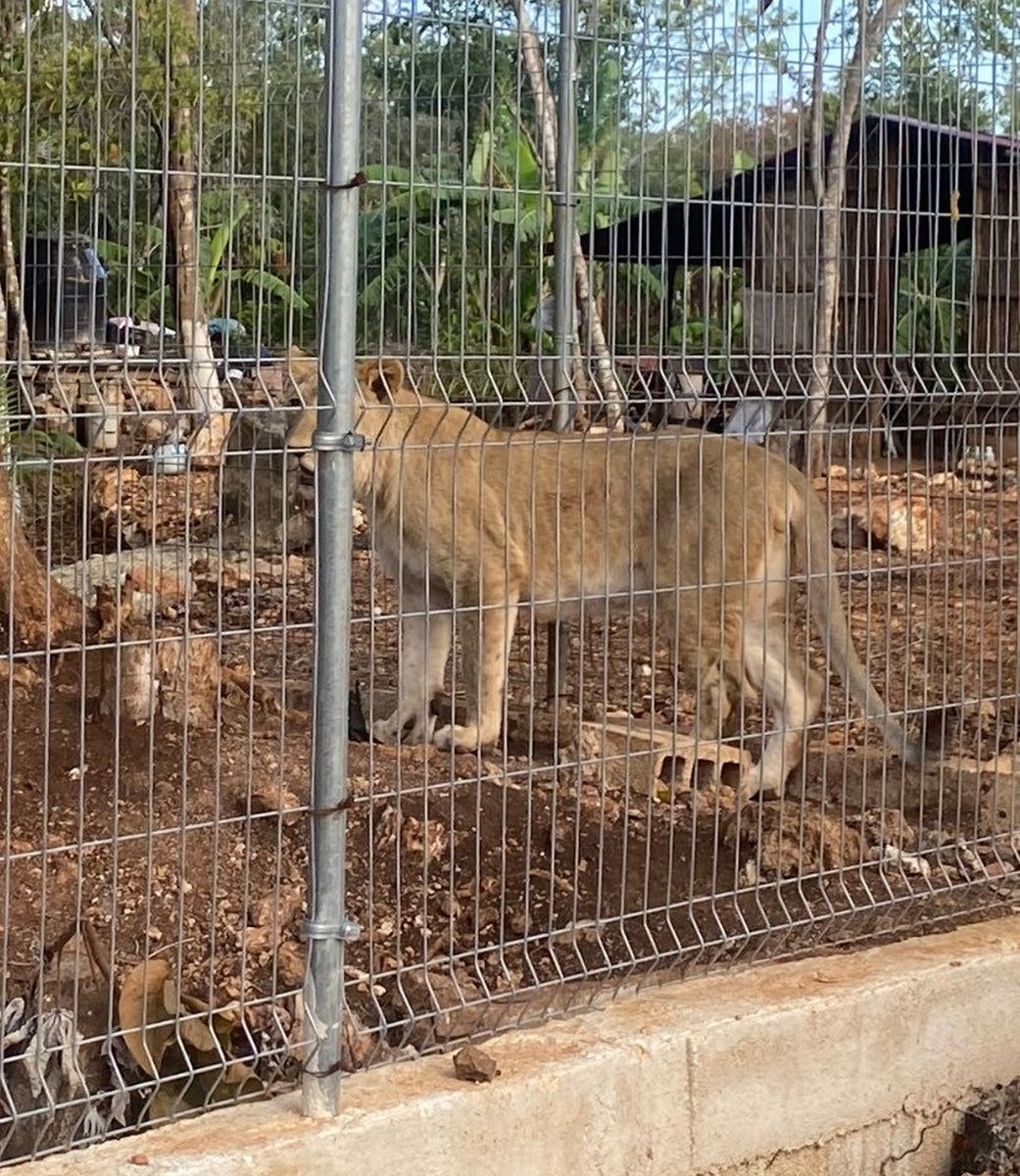 FGE descarta que leones hallados en un predio en Chetumal sea para consumo humano