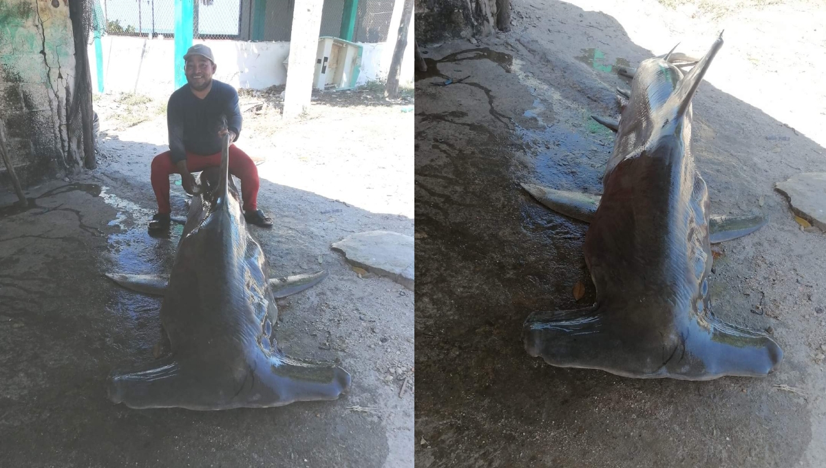 Capturan en Seybaplaya, Campeche, a un tiburón martillo de 200 kilos