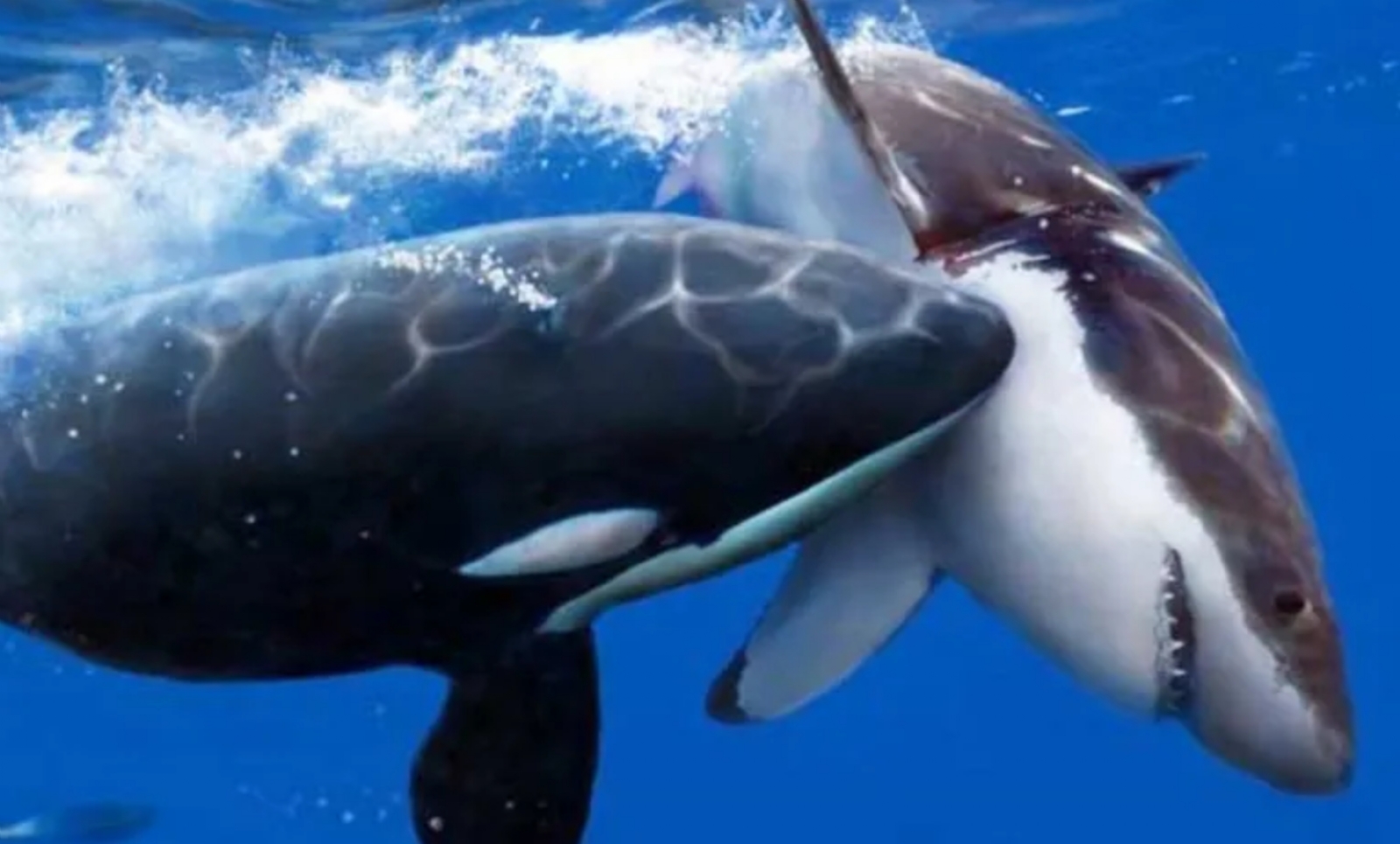 Dos orcas asesinan a varios tiburones en Sudáfrica
