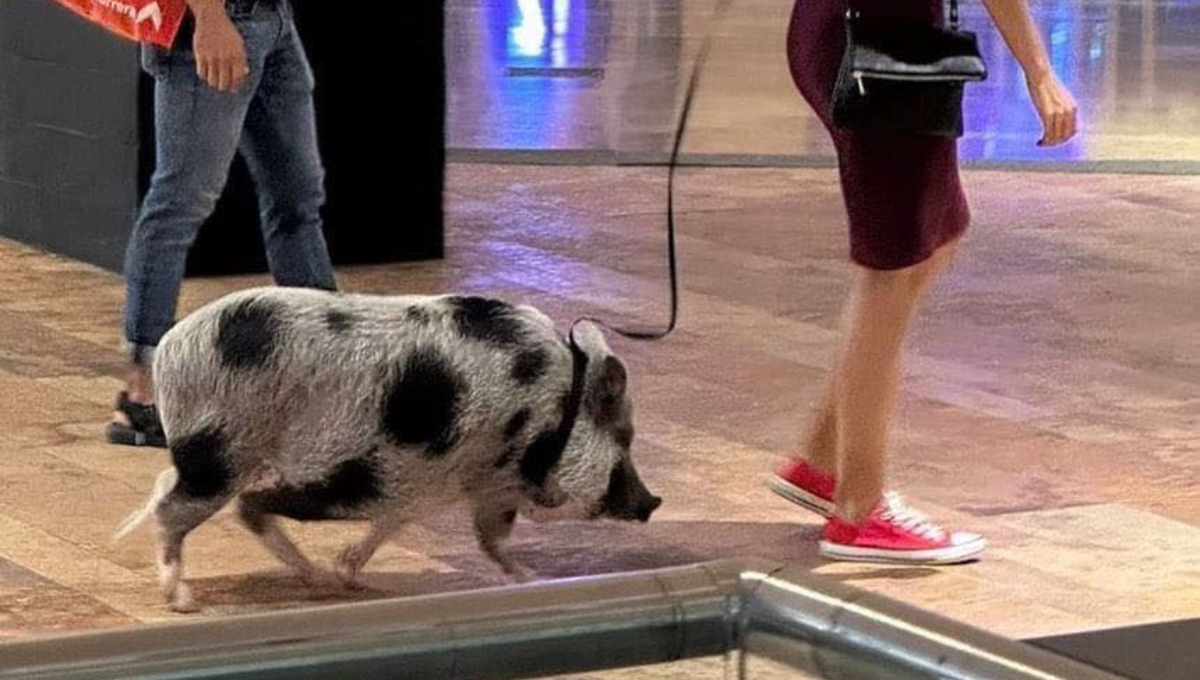 Pareja se vuelve viral por pasear a un cerdo en una plaza al Norte de Mérida