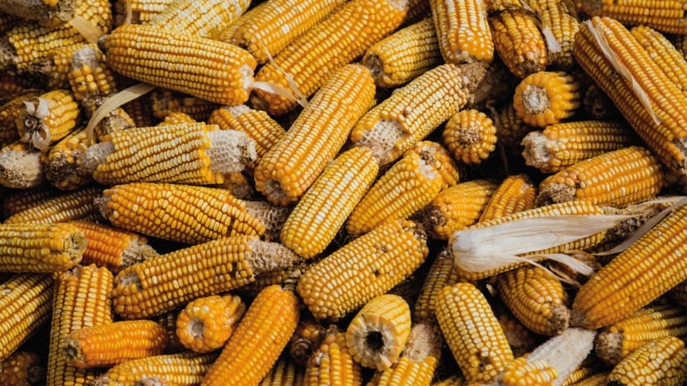 EU solicitó a México consultas técnicas sobre el maíz transgénico
