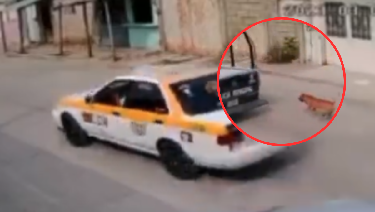 En Chiapas, taxista exhibe a policías por maltrato animal y lo detienen