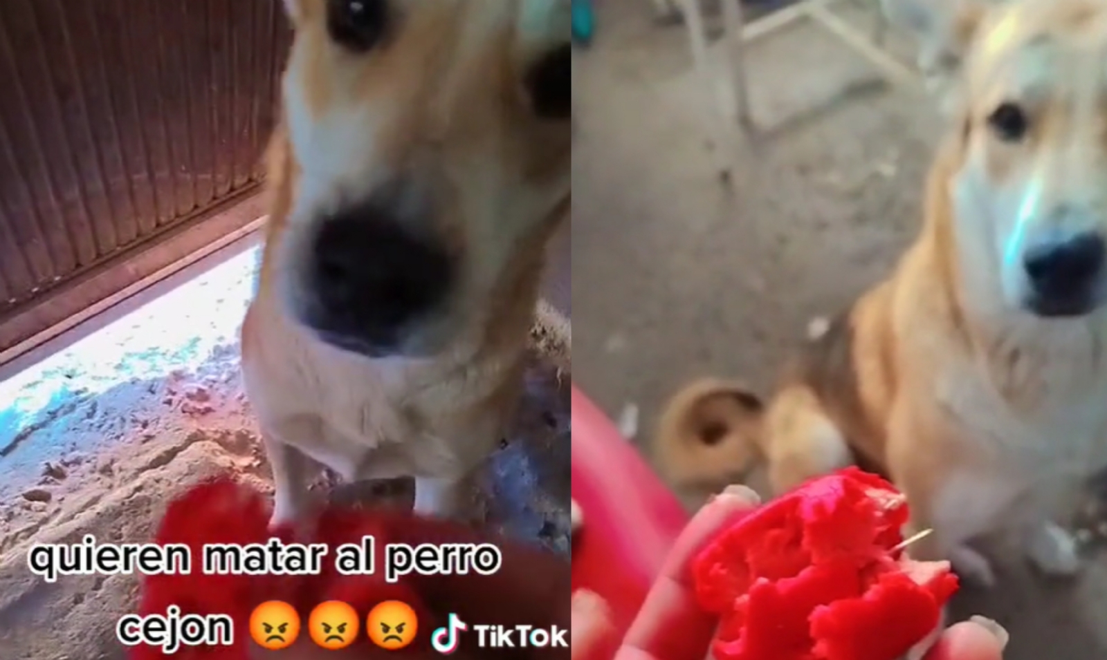 En Torreón, intentan matar a un perrito con agujas escondidas en su comida