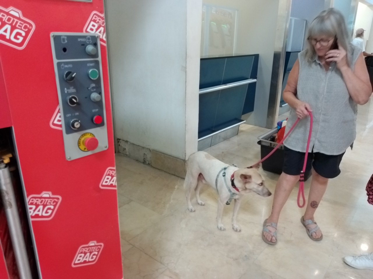 Aeropuerto de Cancún: 'Lomito', perro de Yucatán viaja a Canadá con su nueva familia