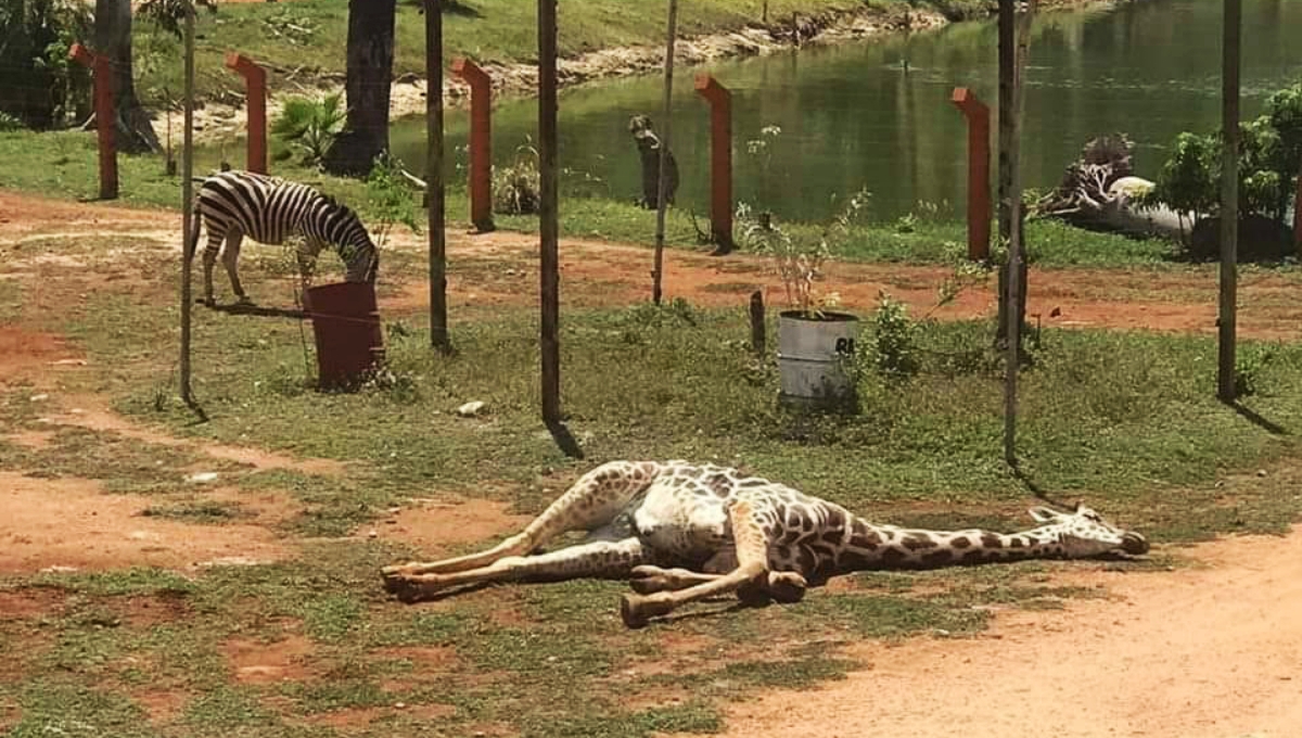 La jirafa perdió la vida debido a una enfermedad que presentaba