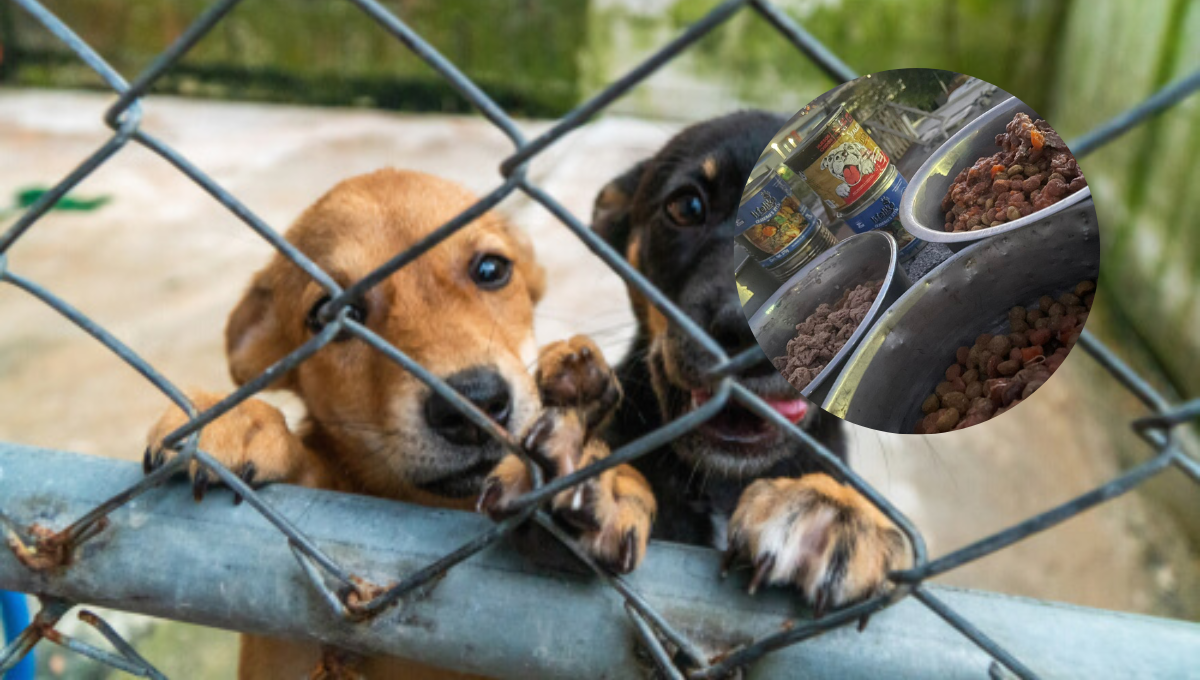 Mueren perros y gatos en un refugio de Nuevo León; les donaron comida envenenada