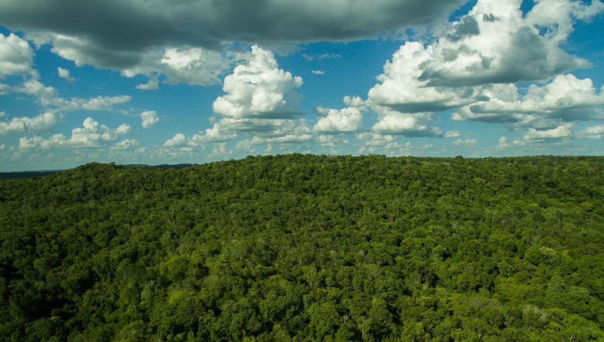 Área natural protegida en Campeche contará con corredores biológicos para la vida silvestre