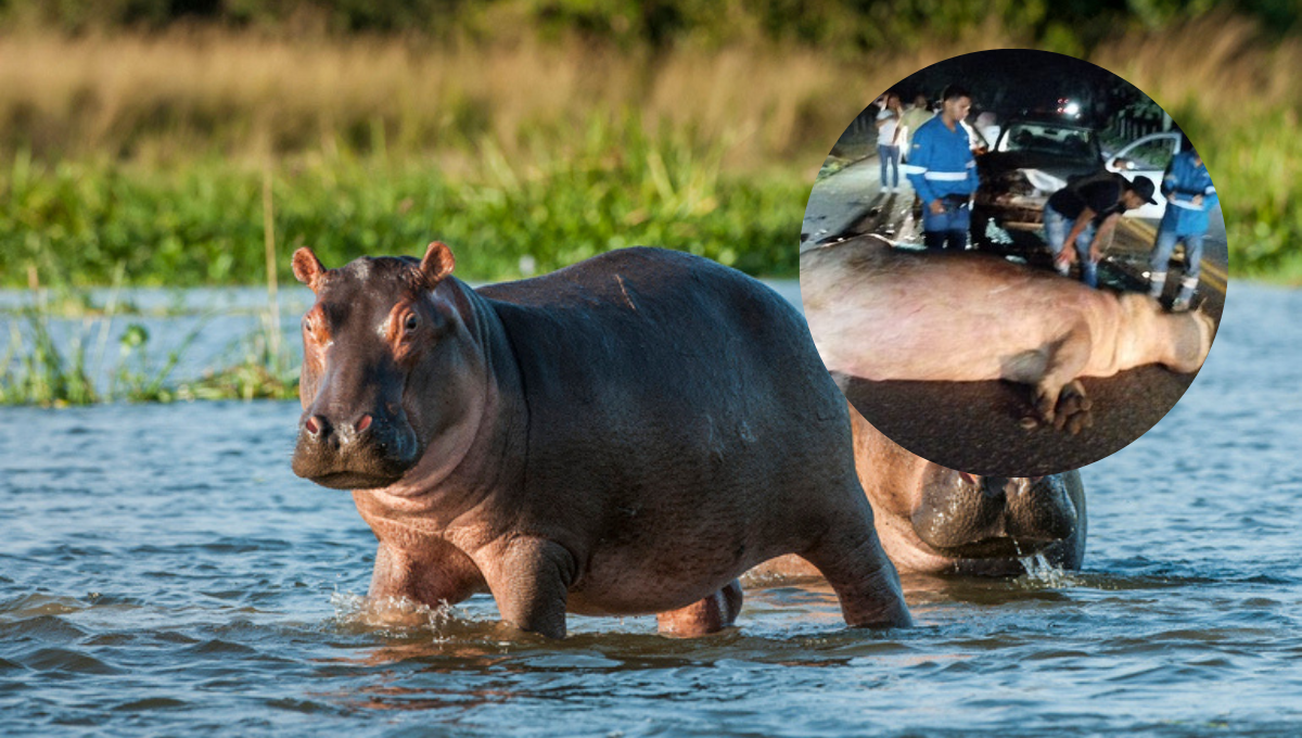 Muere hipopótamo de Pablo Escobar tras chocar contra un auto en Colombia