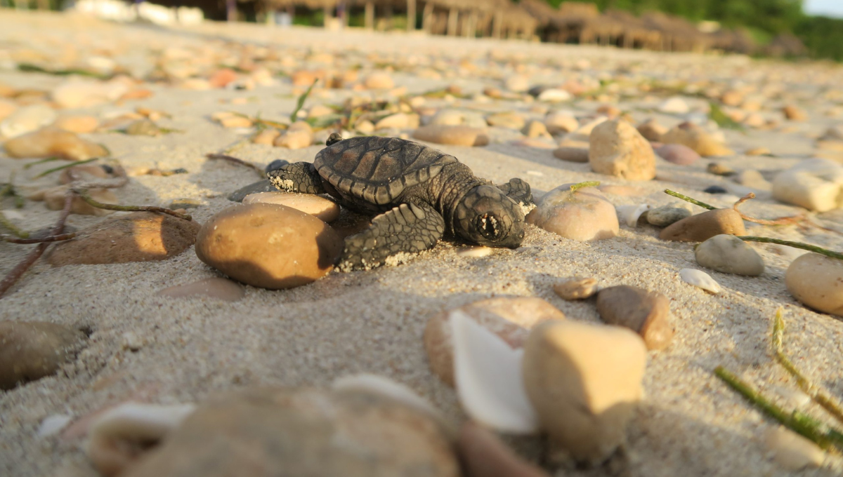 Aparecen primeros nidos de tortuga Carey de la temporada en playas de Campeche