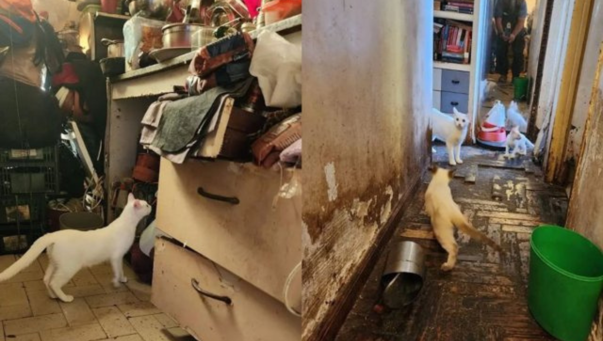 Hallan gatos congelados en Argentina; mujer los almacenaba para comérselos