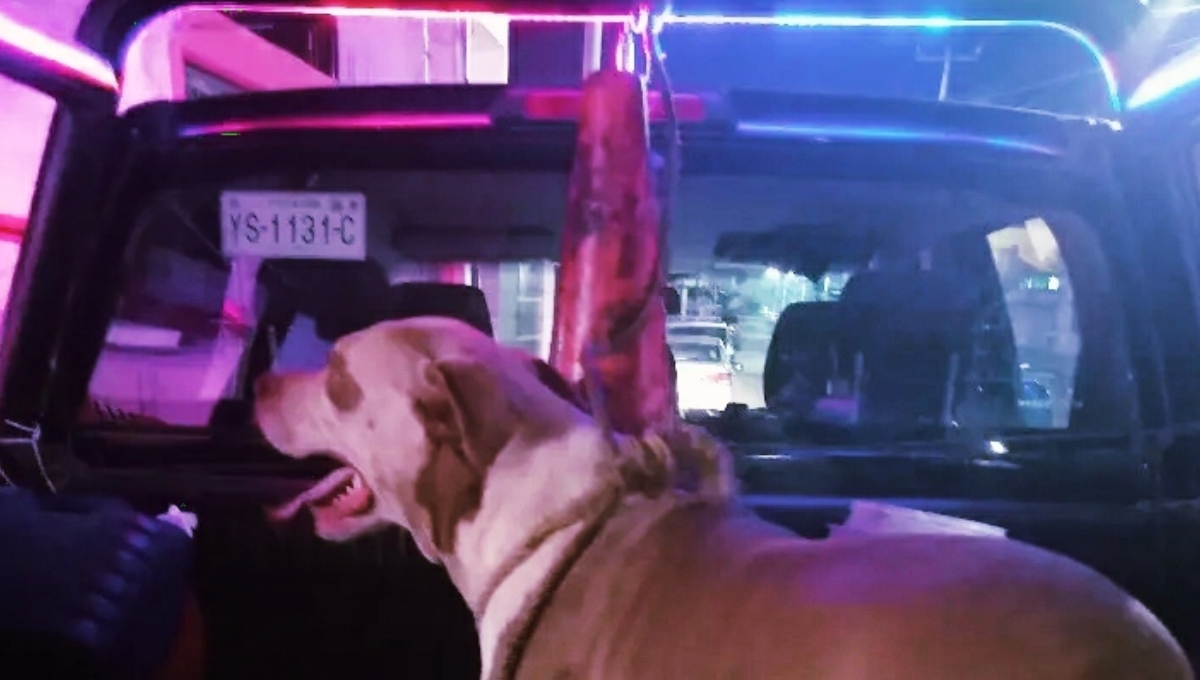 Pitbull es arrestado por atacar a un gatito en Flamboyanes