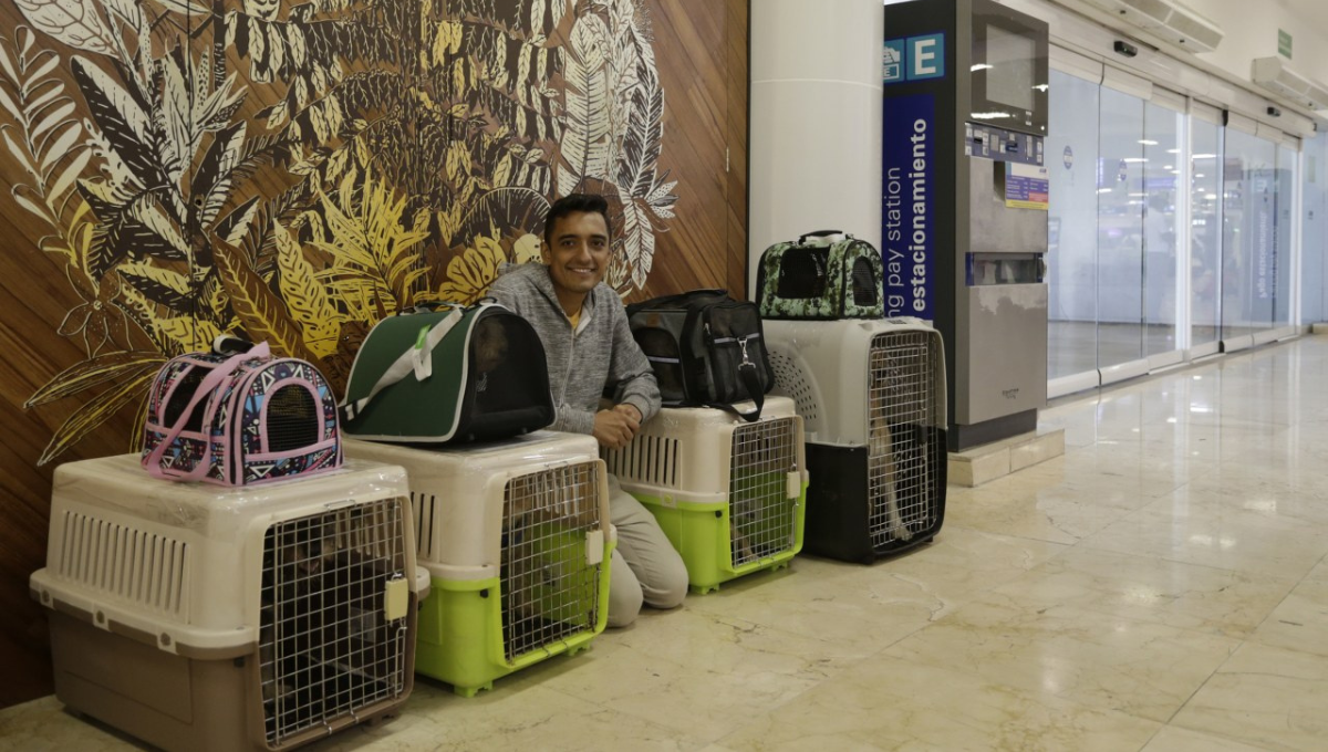 Pasajero viaja acompañado de 12 perros en un vuelo de Cancún a CDMX
