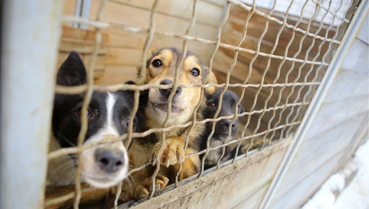 Corea del Sur y China son los únicos países asiáticos donde no está prohibido comer carne de perro