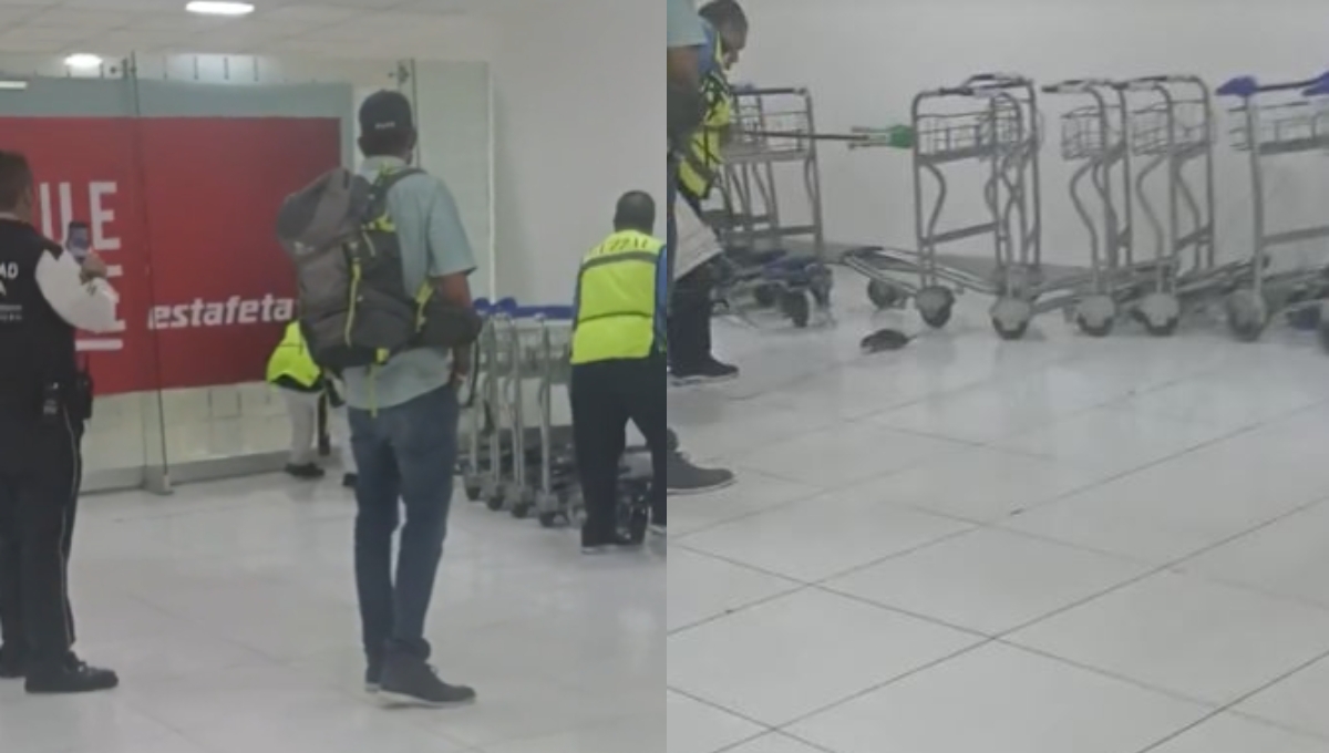 Rata desata pánico entre usuarios dentro del aeropuerto de la CDMX: VIDEO