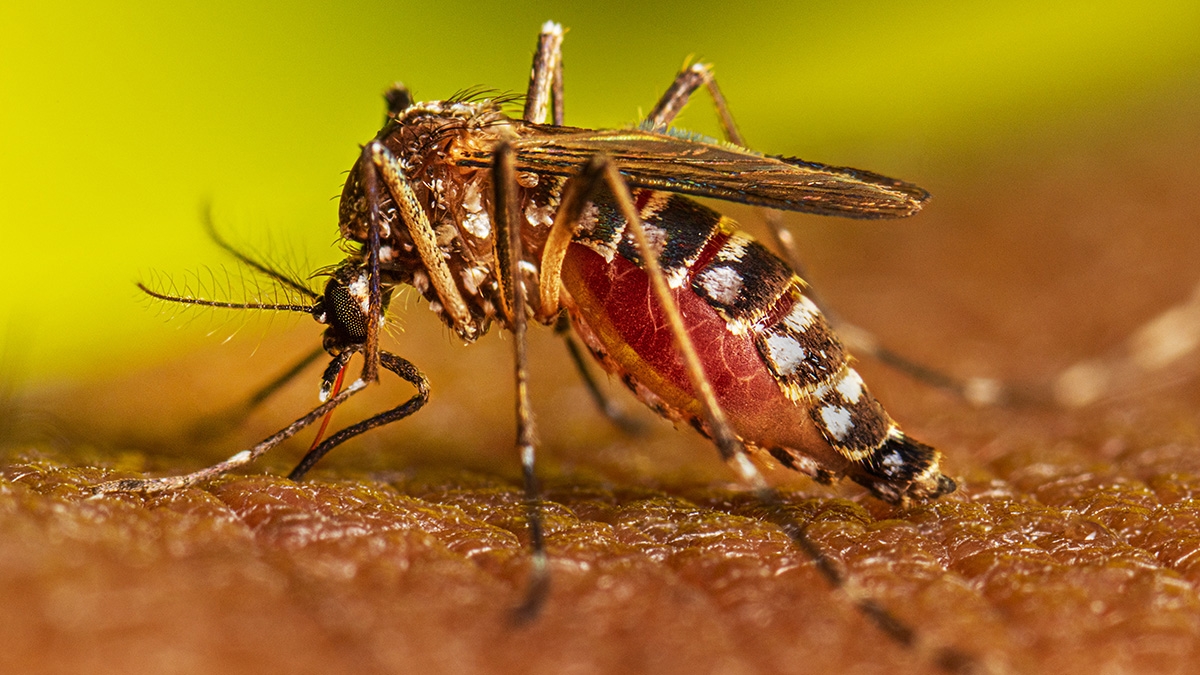 Casos de dengue en México