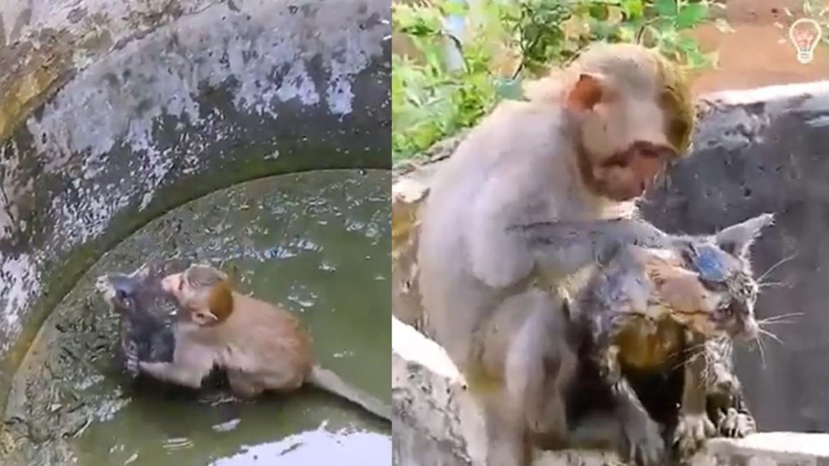 Mono salva a gatito de morir ahogado