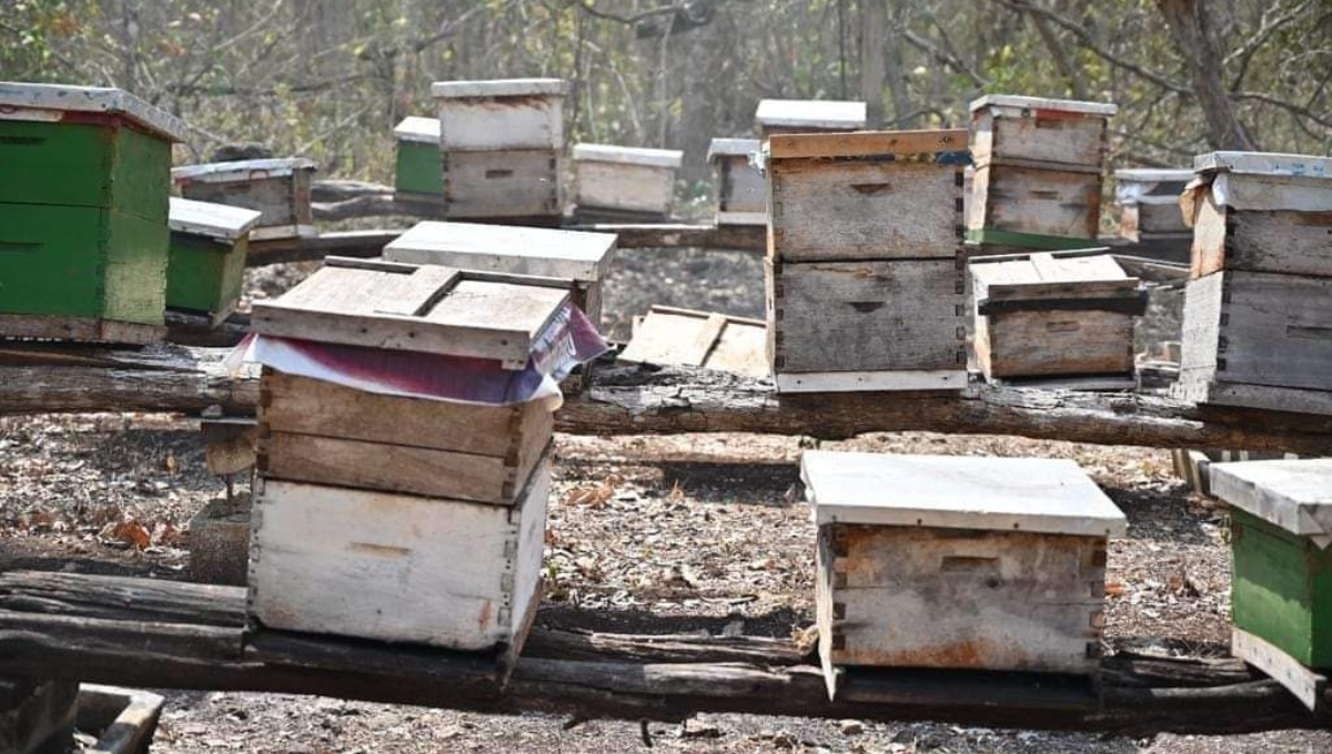 Los apicultores de Escárcega exigen aplicar medidas antes de que se afecten los apiarios locales