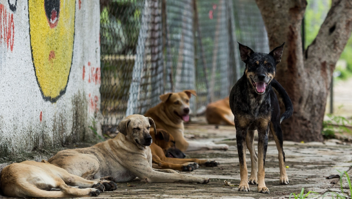 En Campeche, nacen 32 perros y gatos callejeros al día