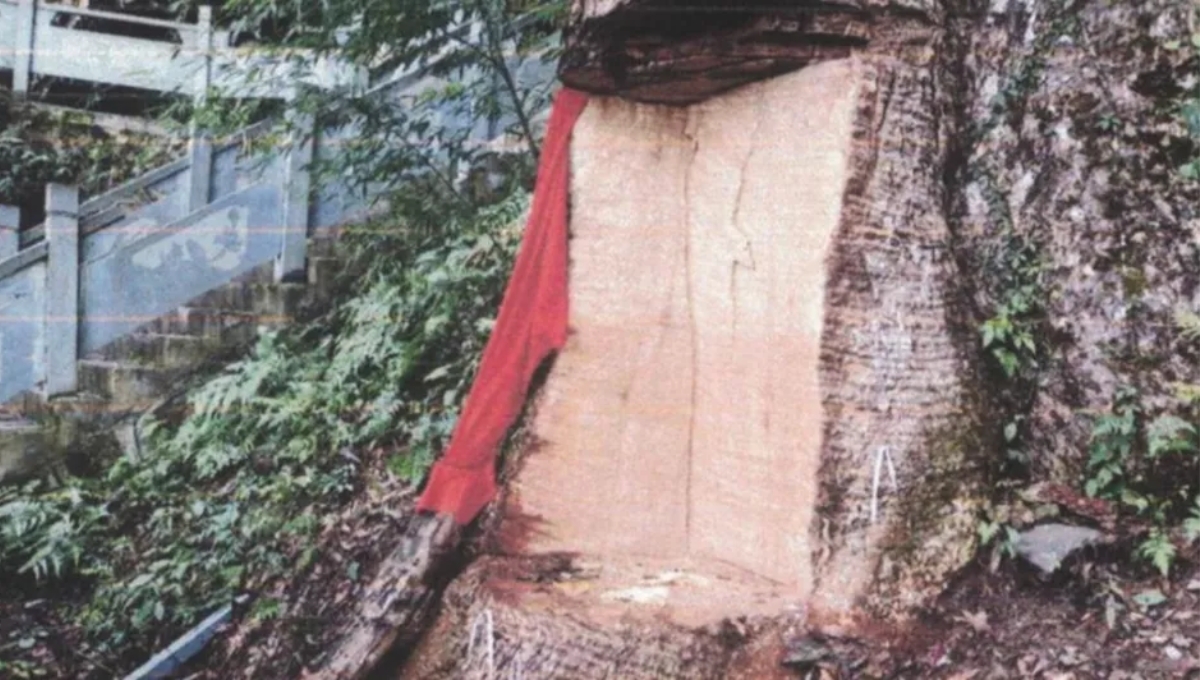 Condenan a 4 años de cárcel a personas que dañaron un árbol sagrado de China