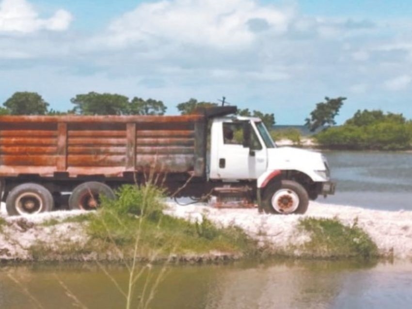 El mangle es una especie protegida en Campeche
