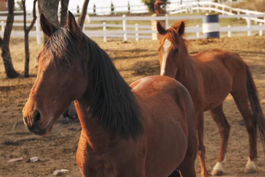 Cuacolandia rescata a 13 caballos maltratados en Jalisco
