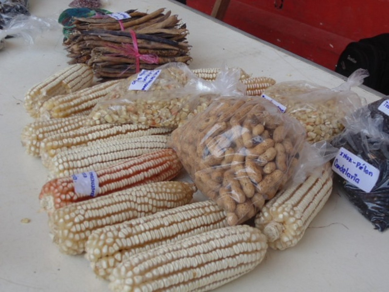 Milperos de Quintana Roo señalan la escasez de maíz criollo en la entidad