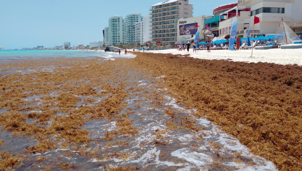 Sargazo "afea" las playas color turquesa de Cancún, Quintana Roo