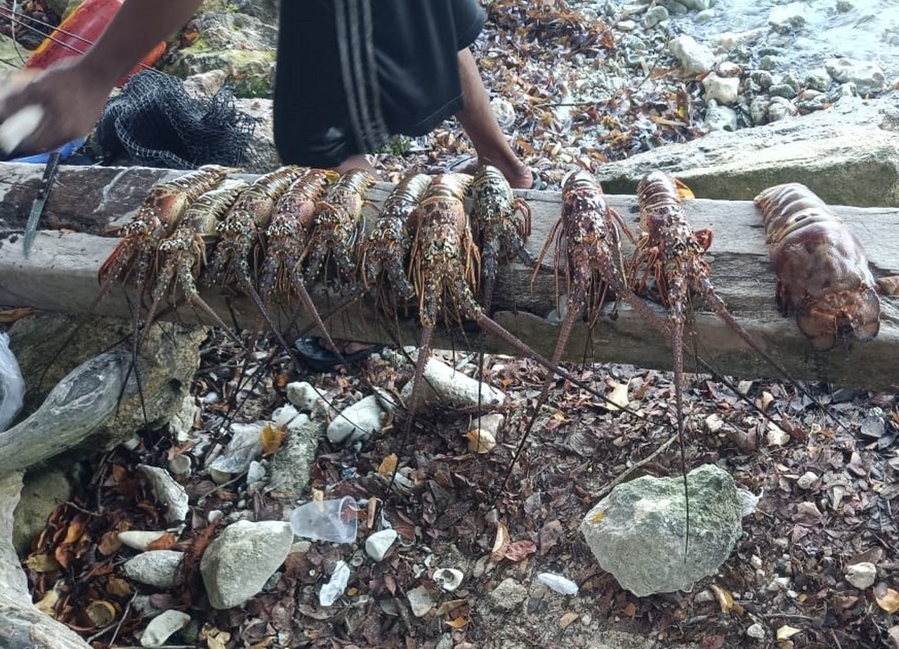 Descubren captura ilegal de langosta en Isla Mujeres