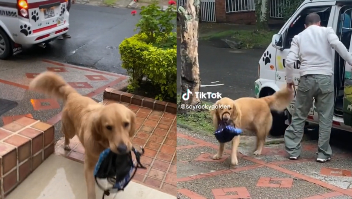 Perro regresa de la guardería con su lonchera y se vuelve viral en TikTok: VIDEO